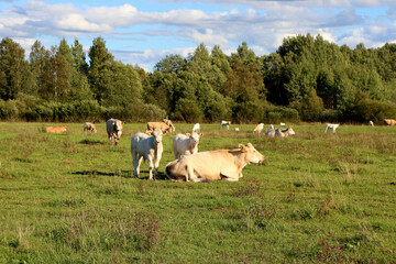 Fototapeta premium Cows in a farm field graze