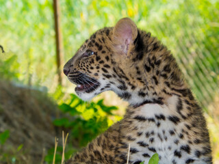 North Chinese leopard baby in a zoo