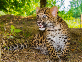 North Chinese leopard baby in a zoo