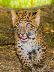 Fototapeta premium North Chinese leopard baby in a zoo
