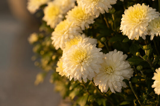 Flowers decoration on the grave on All Saints' Day
