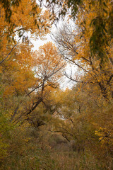 Fototapeta premium yellow leaves on the ground