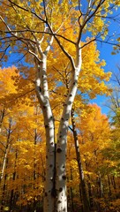 Vibrant autumn aspen tree in golden forest