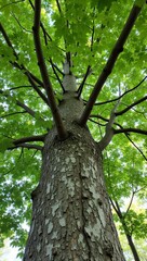 Fototapeta premium Sycamore tree with mottled bark dense green canopy and sunlight filtering through