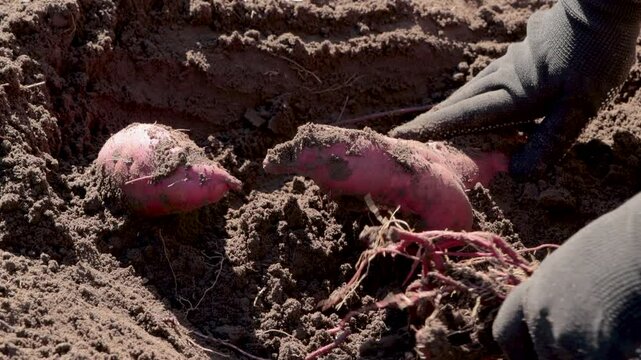 Farmer harvesting sweet potato in the field. Growing sweet potato on a farm.