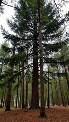 Majestic pine tree with cones dense green needles and rough bark in a forest setting