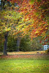 Herbstliche Zeichnung in den Bäumen