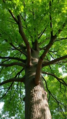 Majestic elm tree with broad crown textured bark and dense canopy for shade