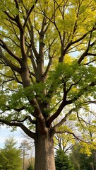 Obraz premium Majestic white oak tree with golden autumn leaves and textured bark