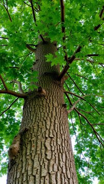 Majestic elm tree with broad crown textured bark and dense canopy for shade