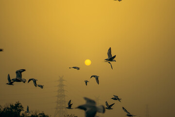 Birds flying in the yellow sky against the backdrop of the setting sun