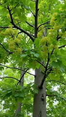 Fototapeta premium Linden tree with heart shaped leaves yellow green flowers smooth gray bark and dense canopy