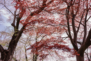 Brown and red trees under white sky