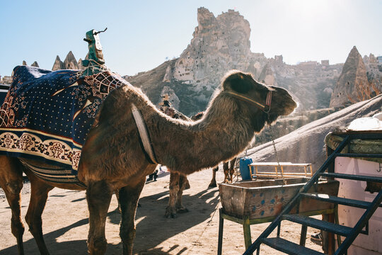 Camel Adorned with Colorful Fabric Standing Amidst Rocky Landscape