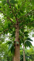 Fototapeta premium Tropical nutmeg tree with oval leaves round fruits and slender trunk