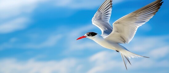 Fototapeta premium Common Tern With Capelin Fish In Flight Against Blue Sky