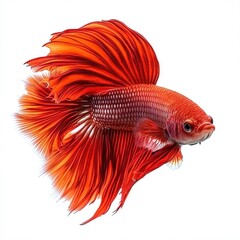 Fototapeta premium Vibrant Siamese Fighting Fish Swimming in Isolation on White Background