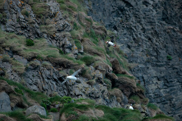 Landschaftsbild auf Island, Reynisfjara Beach, Black Beach, Puffins