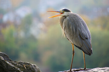 grey heron standing on the rock with an open beak close-up
