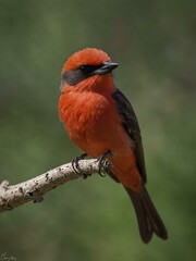 Vermilion flycatcher perched beautifully.