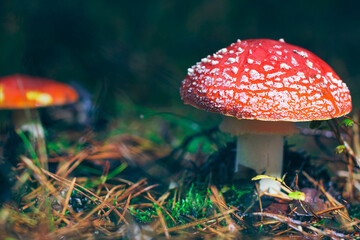 Mature Amanita Muscaria, Known as the Fly Agaric or Fly Amanita: Healing and Medicinal Mushroom with Red Cap Growing in Forest. Can Be Used for Micro Dosing, Spiritual Practices and Shaman Rituals