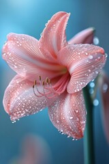Fototapeta premium Delicate pink lily covered in droplets with a soft blue background in a serene garden setting