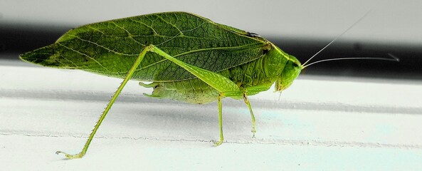 Katydid