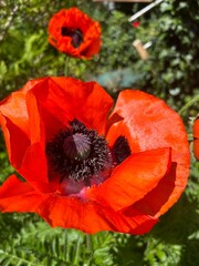 Mohn