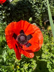 Mohn