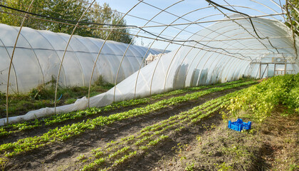 Organic farm polytunnel damaged by storm.