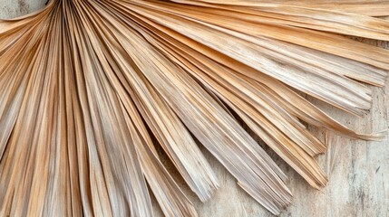Close up texture of a dried palm tree leaf on a natural background