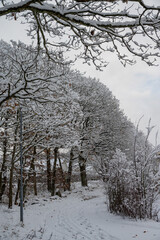 Fototapeta premium A peaceful pathway lined with snow-laden trees creates a serene atmosphere. The cool gray sky enhances the stillness of this winter scene