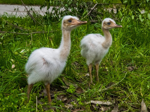 Albino greater rhea chicks in the grass