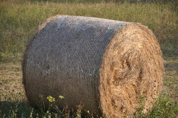 Baled dry hay in a field in Grobnik near the city of Rijeka in Croatia.Straw field with round dry hay bales in front of mountain range.