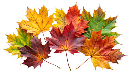 Autumn Maple Leaves Collection PNG - Colorful Fall Foliage Set Isolated on Transparent Background