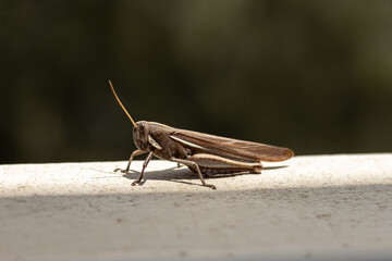 Close-up of a South American Schistocerca flavofasciata grashopper on a window. 