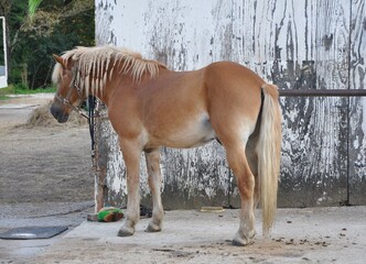 Horse standing alone in front of a stable.