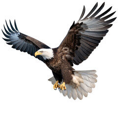 Obraz premium A majestic eagle in flight, showcasing its powerful wings and sh