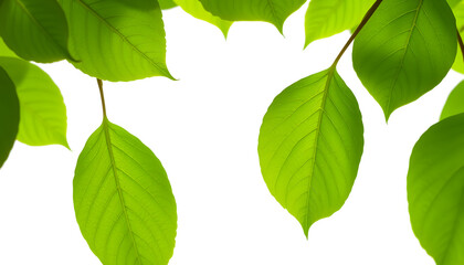 Fototapeta premium Green leaves isolated on white isolated with white highlights, png