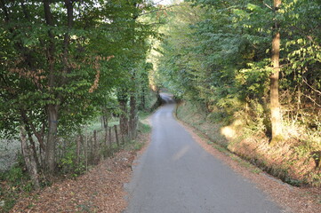 Road through a green forest in Gorski Kotar region in Croatia