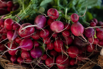 A Splash of Color: Crisp Radishes in a Woven Basket