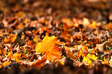 Autumn leaves on the ground