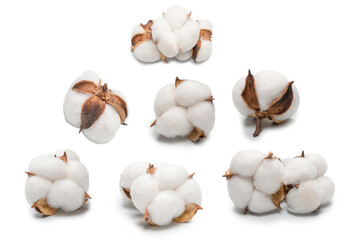 Cotton flower branch isolated on white background.