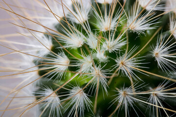Mammillaria cactus taken in close-up on a light background. growth point, taken from above