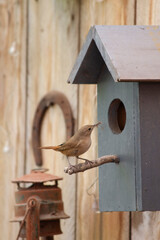 Bird perched on a branch in front of a wooden birdhouse in a garden