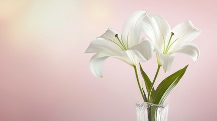 Fototapeta premium A vase of white flowers on a wooden table against a pink background
