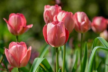 Bright light pink yellow color country Darwin tulips in bloom, bouquet of springtime flowering petal plants in the garden
