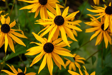 Vibrant vivid cluster of yellow flowers with dark centres