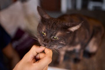 A Cat Happily Enjoying Delicious Treats Taken from a Gentle and Caring Hand Reaching Out