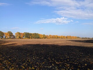 Beautiful autumn landscape with a row of trees with yellow leaves on the horizon. A fabulous autumn field landscape under a sunny sky in good weather.
